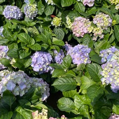 《說出我的願望》（國）