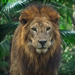 Can You Feel The Love Tonight - Instrumental Cover