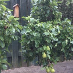 The Pear Tree Slip