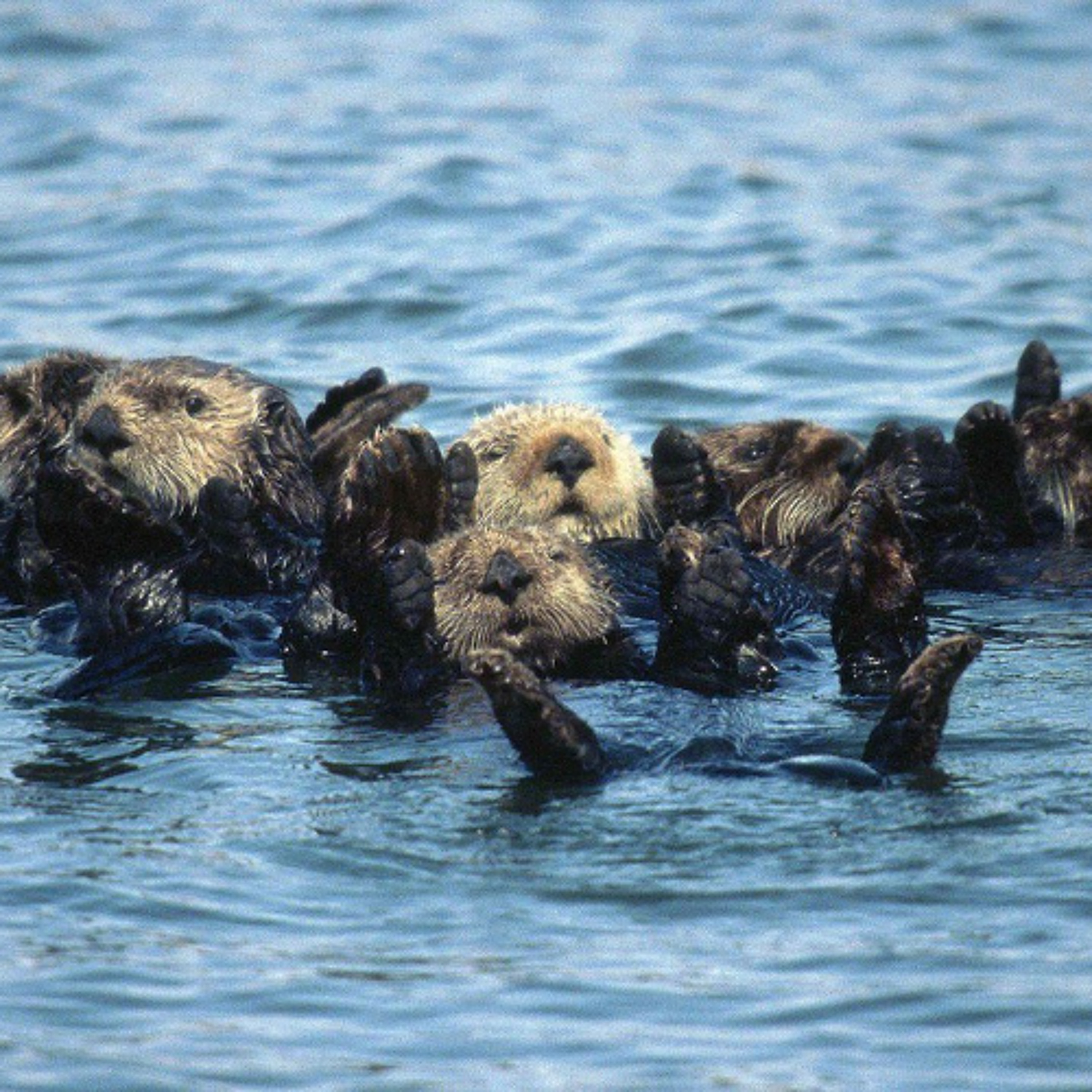 David Brancaccio on Fire Recovery, Bringing Sea Otters Back, Trump to Limit Env Reviews and more. episode artwork