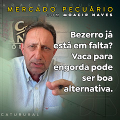 Bezerro já está em falta? Vaca para engorda pode ser boa alternativa