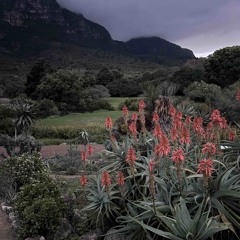 KALAHARA JAZZ GHOSTS w/TRIPPINGONCHILLIES