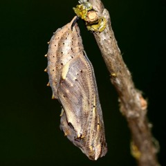 Metamorphosis 08