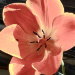 Drums With Birds and Chad