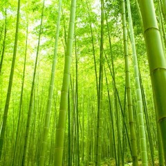 KB - Bamboo Forest