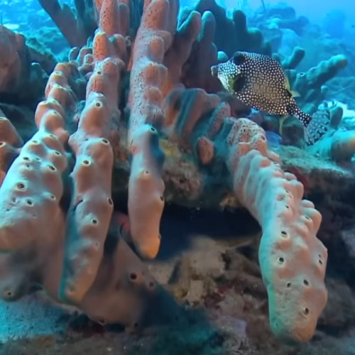 صرخة الأرض.. سباق لإنقاذ التنوع الحيوي