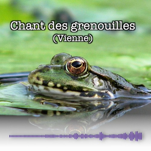 Stream Chant des grenouilles by Cartes Postales Sonores (par Mikel)