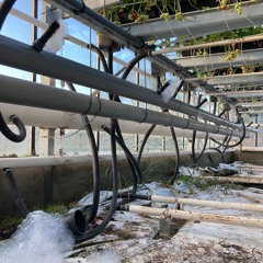 Seeding Noise (Caroline Profanter + Ines Marita)