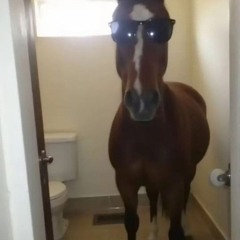 purple (prod. distro)