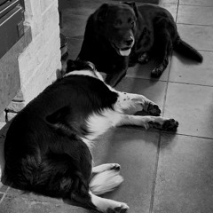 Coniunctio Stellarum