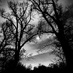 The Veil