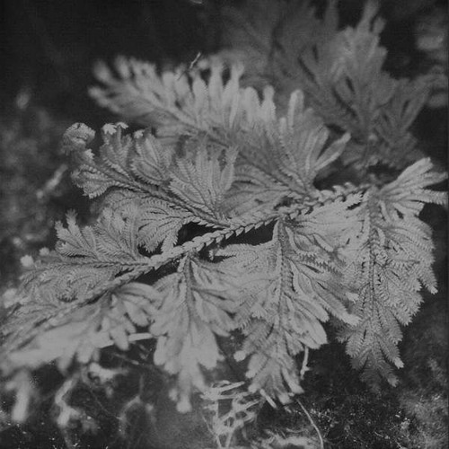 ssabæ - unruhen