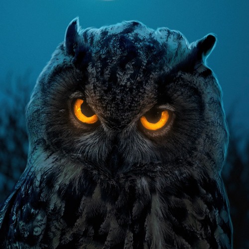 Owl Life