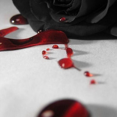 komatsu - pray i bleed