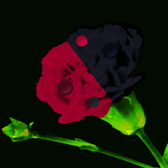 Black Baccara