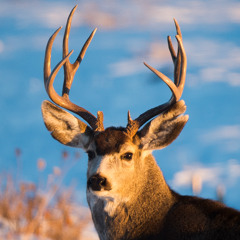 Panhandle Afield: Antlers