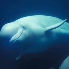 Beluga