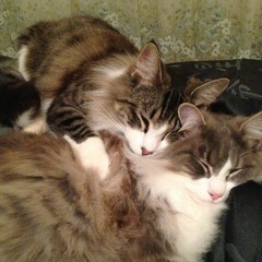 The Answer Lies Within (Dream Theater cover)