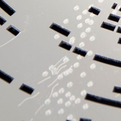 Resonant Bodies (Binaural)