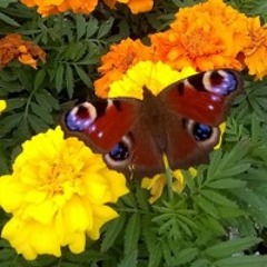 Grá agus Suaimhneas