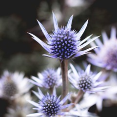 thistle toe