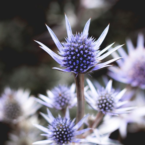 thistle toe