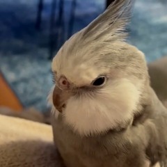 Something About Us Remix/Cover(BIRD SONG) ft. Lil Shroom, Ty Katsarelis