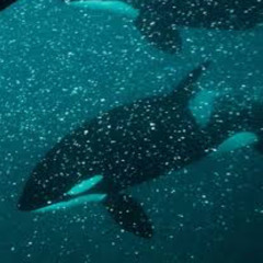 Crazy Wurld (prod. seko x luccy jack) [demo]