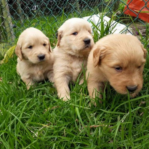 Image result for puppies eating worms and outside and dirt
