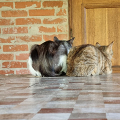 Rondo A la Turca -demo for Raffiozzy