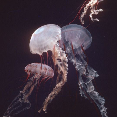 uhh - framed | sped up