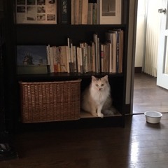 おいしいご飯（original）