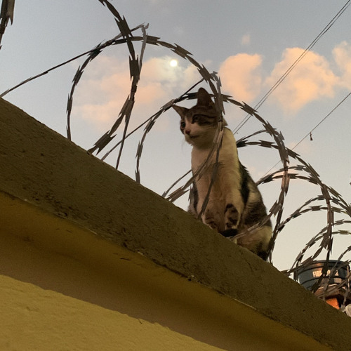 [AUTOTUNE OFF] 04 NADA EM VC