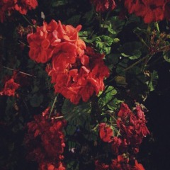 Las flores marchitas