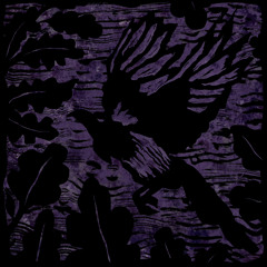 Black Sheep