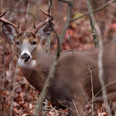 Losing Her Again.mp3