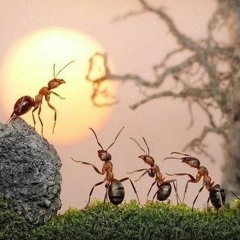 قصة نملة سليمان .قصة نملة سليمان.mp3