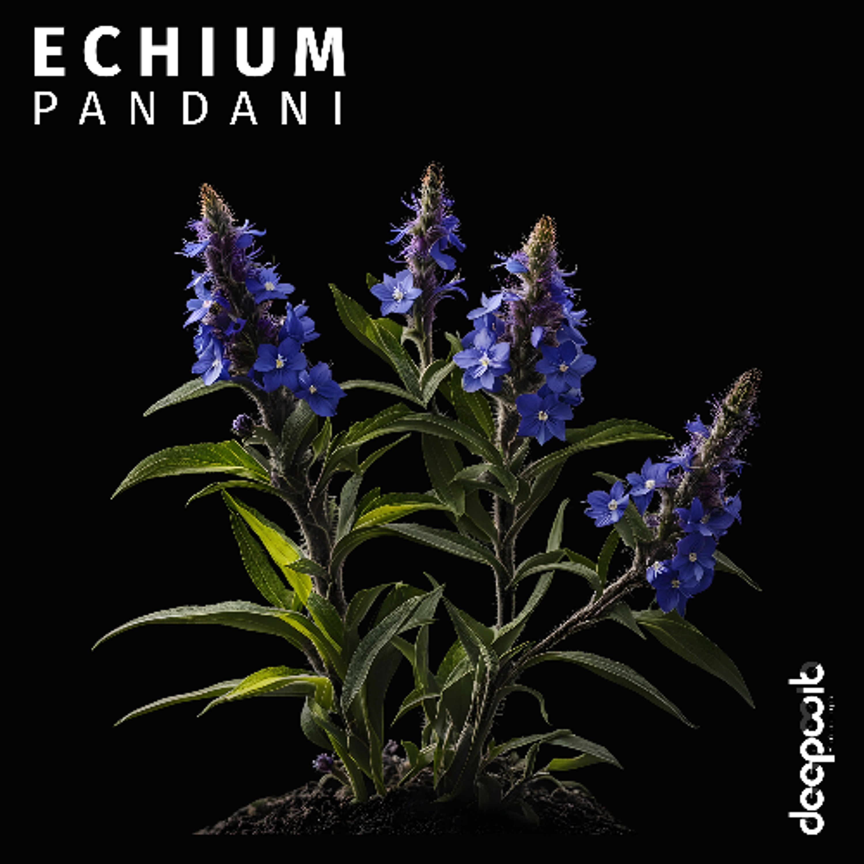 Pandani - Echium