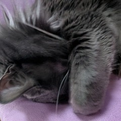 Claude Code Victory Fanfare 2