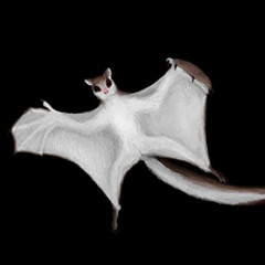 DOWNLOAD PDF √ Possible flight adaptations in Volaticotherium antiquum: Flying mammal