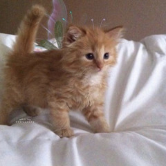 Dan Howell - Ingenue