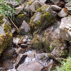 Monmouthshire ~ Pembrokeshire Stream, May 2024