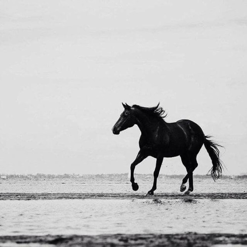 Ramy Gamal - Msh Laaeky | رامي جمال - مش لاقيكي