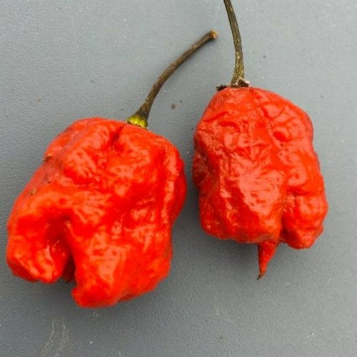 Carolina Reaper Pepper