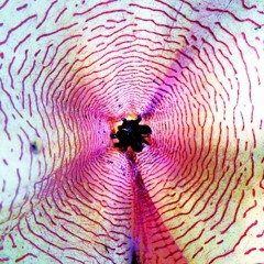 acid electro MIX