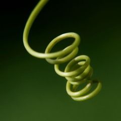 Tendril Helices
