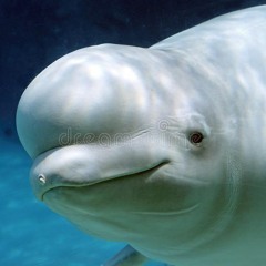 majestic call of belugas