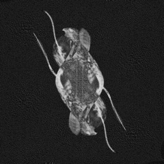 Chancre & Cime.terre - Ivre Aurore