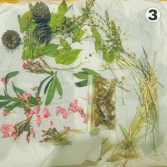 chase dream (Iris in the meadow)