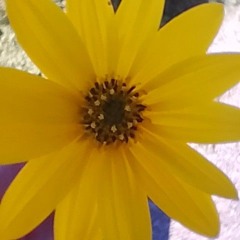 Little things (chill music) - by Fabiola